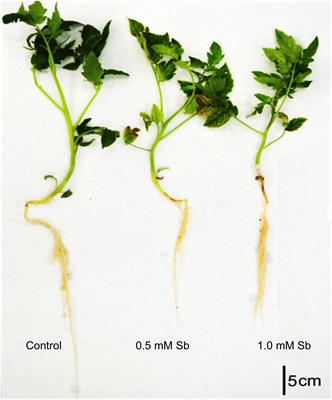 Effects of Antimony on Reactive Oxygen and Nitrogen Species (ROS and RNS) and Antioxidant Mechanisms in Tomato Plants